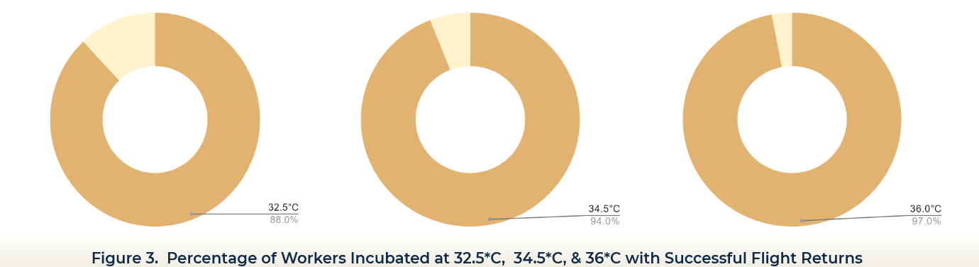 Figure 3. Percentage of Workers Incubated at 32.5*C, 34.5*C, & 36*C with Successful Flight Returns